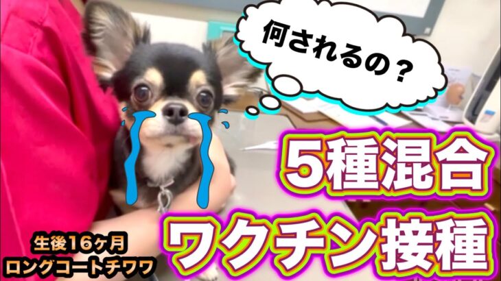 ５種混合ワクチン接種に行ってきた！／犬 病院 震える／ロングコートチワワ ブラックタン／子犬の飼い方育て方／室内犬 初めて飼う／子犬の成長記録／ペットおもしろ動画／可愛いチワワの映像【暴れん坊 大吉】