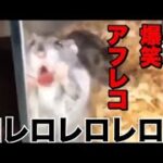 2023 絶対笑える！犬、猫、動物の面白いアテレコ・アフレコ＆可愛い動画【動物おもしろ】