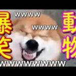 2023 絶対笑える！犬、猫、動物の面白いアテレコ・アフレコ＆可愛い動画【動物おもしろ】vol.3