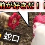 2023 絶対笑える！犬、猫、動物の面白いアテレコ・アフレコ＆可愛い動画【動物おもしろ】vol.4.5