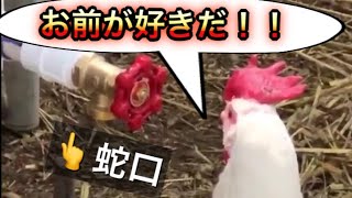 2023 絶対笑える！犬、猫、動物の面白いアテレコ・アフレコ＆可愛い動画【動物おもしろ】vol.4.5