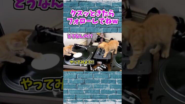 【動物おもしろ】爆笑動物アフレコ🤣あり得ないことをする犬、猫・おもしろ犬、猫・ハプニング集8.5-22　#shorts #ストレス発散 #おもしろネタ