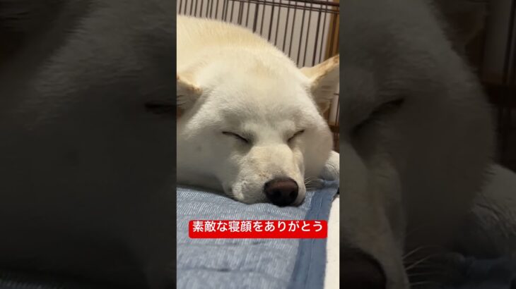 Thank you for showing me your lovely sleeping face  #shorts #柴犬 #子犬 #仔犬 #可愛い #かわいい #癒やし #shibainu