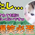 【動物おもしろ】猫・犬・動物の爆笑アフレコ！ハプニングだらけの犬、猫がおもしろすぎた集 Vol.３