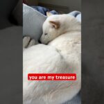 You are my treasure #shorts #柴犬 #子犬 #仔犬 #可愛い #かわいい #癒やし #白柴イッヌ #whitedog #shibainu