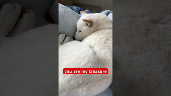 You are my treasure #shorts #柴犬 #子犬 #仔犬 #可愛い #かわいい #癒やし #白柴イッヌ #whitedog #shibainu