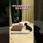 [生後４ヶ月] 子犬がガラスに映る自分を見た時の反応。 [ ミニチュアダックスフンド ] #dog #ワンコ #かわいい犬 #dachshund #見つめる #ガラスに映る #成長記録 #shorts