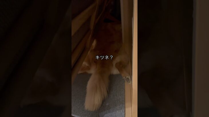 身体に似合わない所にいるイッヌ #かわいい犬 #dog #ゴールデンレトリバー #shorts #ゴールデンレトリバーのいる生活 #大型犬 #golden #goldenretriever