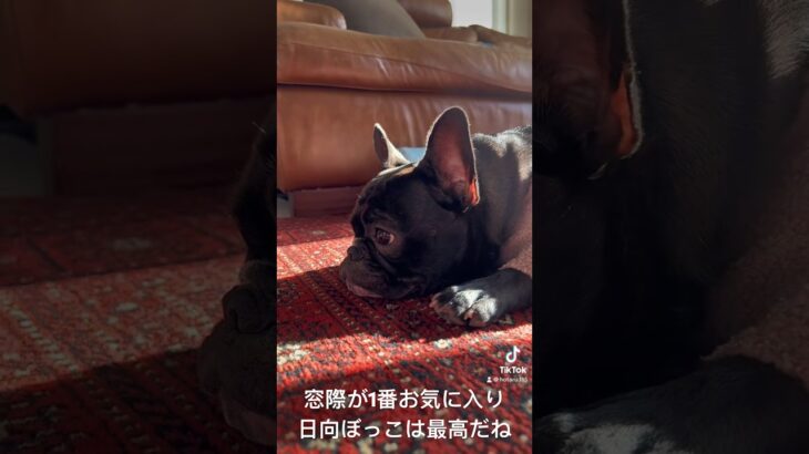 窓際のほたる。 #frenchbulldog #フレブル #フレンチブルドッグ #可愛い犬の動画 #可愛い犬 #癒しのペット #愛犬 #癒しの犬の動画