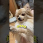 南無南無たわちゃん　#ポメラニアン #pomeranian #dog #犬 #かわいい