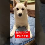 遊び足りないヤンチャ娘　#shorts #柴犬 #子犬 #仔犬 #可愛い #かわいい #癒やし #いやし #白柴イッヌ