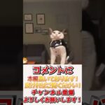 【神回】犬猫の面白動画にツッコミどころ満載なアフレコしてみたｗｗｗ【動物】【ハプニング映像】 #shorts