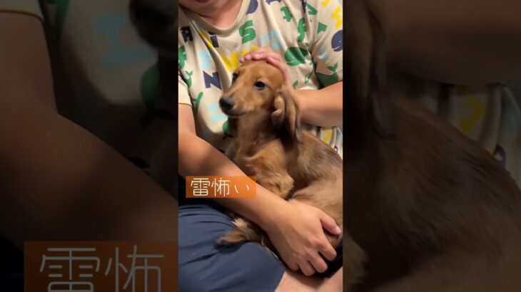 雷怖い #shorts #かわいい犬 #dachshund #ミニチュアダックス  dog afraid of thunder