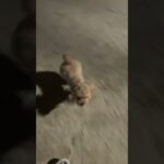 【癒し】ただの#shorts #dog #犬 #犬のいる暮らし 夜中ドッグラン