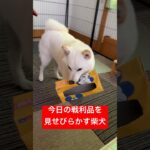 今日の戦利品を見せびらかす柴犬　#shorts #柴犬 #子犬 #かわいい #癒やし #shibainu #白柴イッヌ