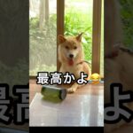 最高な柴犬がおもしろ可愛すぎる😂 #shorts #柴犬 #可愛い #最高 #癒し #おもしろ #shibainu #cute dog 面白い かわいい