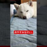 おやすみなさい。　#shorts #柴犬 #子犬 #仔犬 #可愛い #かわいい #癒やし #白柴イッヌ #whitedog #shiba