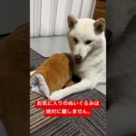 お気に入りのおもちゃは渡しません　#shorts #柴犬 #子犬 #仔犬 #可愛い #かわいい #癒やし #白柴イッヌ #whitedog #shibainu