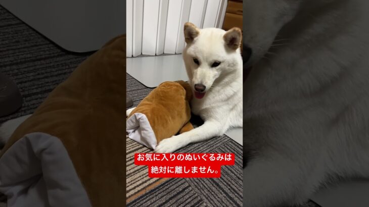 お気に入りのおもちゃは渡しません　#shorts #柴犬 #子犬 #仔犬 #可愛い #かわいい #癒やし #白柴イッヌ #whitedog #shibainu