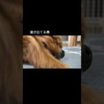 白目で寝る犬の口がおもしろすぎる