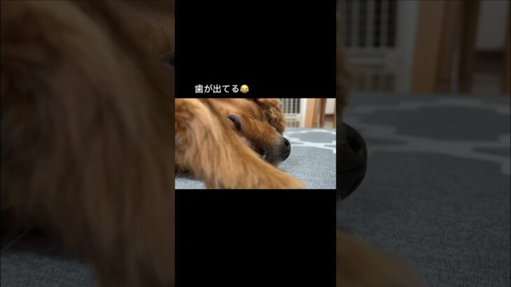 白目で寝る犬の口がおもしろすぎる