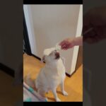 焦らすな #癒し動画 #雑種犬 #犬 #愛犬 #特技 #忠誠#忠犬 #ハブラシ#犬のおやつ#いぬのきもち