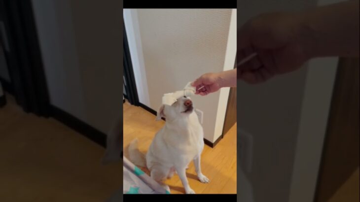 焦らすな #癒し動画 #雑種犬 #犬 #愛犬 #特技 #忠誠#忠犬 #ハブラシ#犬のおやつ#いぬのきもち