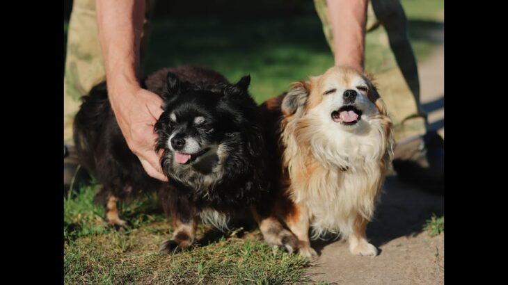 【チワワの人気の理由】かわいい犬  子犬