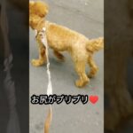 こんな歩き方で大丈夫💦？ワンコの散歩✨#犬 #わんこ #ハプニング #犬のいる暮らし