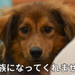 とびきり可愛い保護犬の子犬が素敵な家族を探しています。