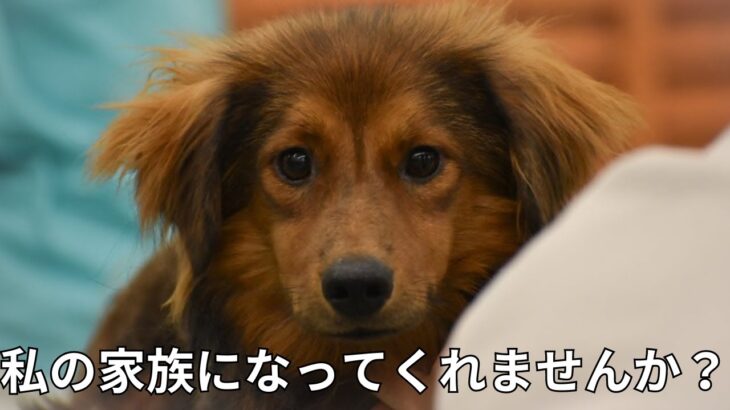 とびきり可愛い保護犬の子犬が素敵な家族を探しています。