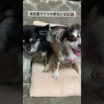 定位置で寛ぎたいビビり犬ビビと必ず邪魔してくるモヒカン犬トト #犬 #いぬすたぬらむ #癒し #チワワ #チワックス #多頭飼い #赤ちゃんと犬 #犬と赤ちゃん