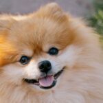 【ポメラニアン 人気の理由 】犬 かわいい犬 子犬