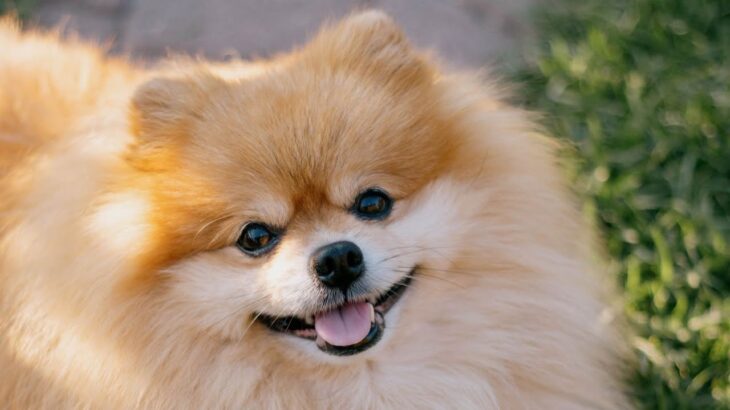 【ポメラニアン 人気の理由 】犬 かわいい犬 子犬