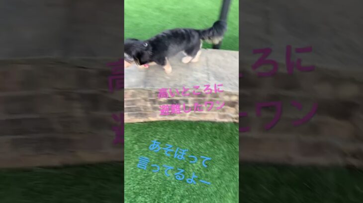 私は犬とは遊ばないのワン