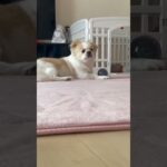 #チベタンスパニエル#ななお#猫みたいな犬 #かわいい