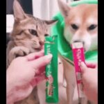 おもしろ犬動画まとめ2