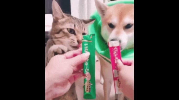 おもしろ犬動画まとめ2