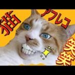 2023 絶対笑える！犬、猫、動物の面白いアテレコ・アフレコ＆可愛い動画【動物おもしろ】vol.6