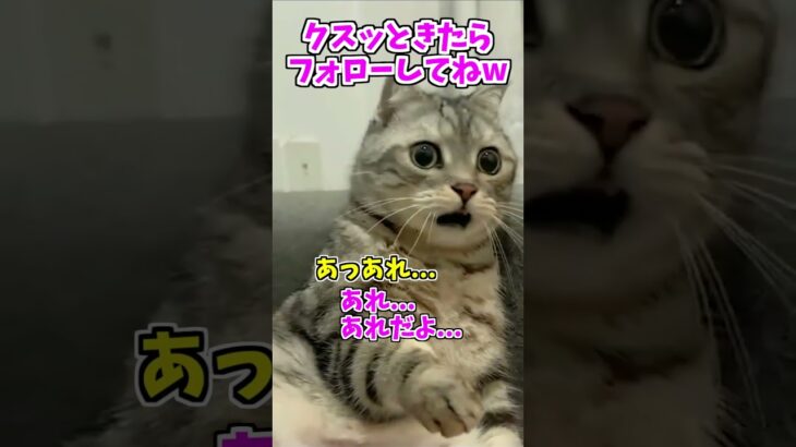 【動物おもしろ】爆笑動物アフレコ🤣あり得ないことをする犬、猫・おもしろ犬、猫・ハプニング集8.5-36　#shorts #ストレス発散 #おもしろネタ