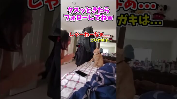 【動物おもしろ】爆笑動物アフレコ🤣あり得ないことをする犬、猫・おもしろ犬、猫・ハプニング集8.5-37　#shorts #ストレス発散 #おもしろネタ