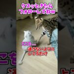 【動物おもしろ】爆笑動物アフレコ🤣あり得ないことをする犬、猫・おもしろ犬、猫・ハプニング集8.5-39　#shorts #ストレス発散 #おもしろネタ