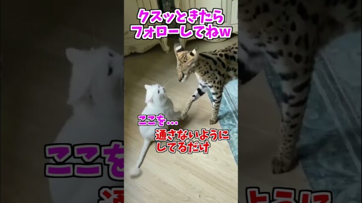 【動物おもしろ】爆笑動物アフレコ🤣あり得ないことをする犬、猫・おもしろ犬、猫・ハプニング集8.5-39　#shorts #ストレス発散 #おもしろネタ