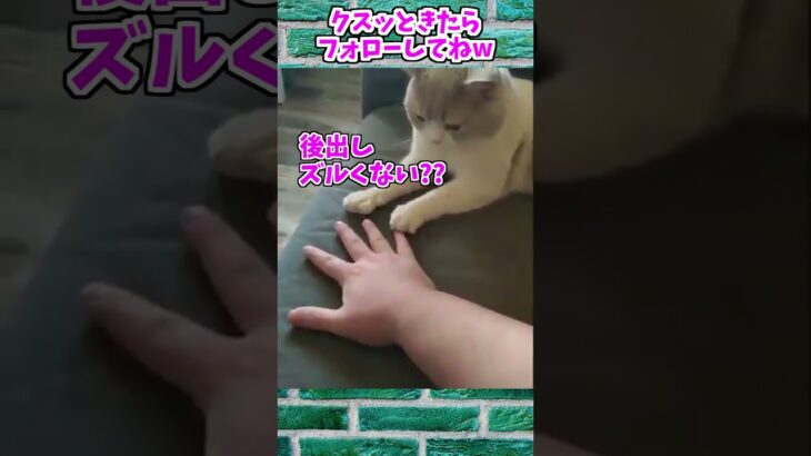 【動物おもしろ】爆笑動物アフレコ🤣あり得ないことをする犬、猫・おもしろ犬、猫・ハプニング集8.5-40　#shorts #ストレス発散 #おもしろネタ