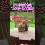 【動物おもしろ】爆笑動物アフレコ🤣あり得ないことをする犬、猫・おもしろ犬、猫・ハプニング集8.5-41　#shorts #ストレス発散 #おもしろネタ