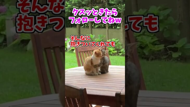 【動物おもしろ】爆笑動物アフレコ🤣あり得ないことをする犬、猫・おもしろ犬、猫・ハプニング集8.5-41　#shorts #ストレス発散 #おもしろネタ