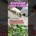 【動物おもしろ】爆笑動物アフレコ🤣あり得ないことをする犬、猫・おもしろ犬、猫・ハプニング集8.5-44　#shorts #ストレス発散 #おもしろネタ