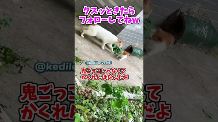 【動物おもしろ】爆笑動物アフレコ🤣あり得ないことをする犬、猫・おもしろ犬、猫・ハプニング集8.5-44　#shorts #ストレス発散 #おもしろネタ