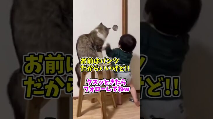 【動物おもしろ】爆笑動物アフレコ🤣あり得ないことをする犬、猫・おもしろ犬、猫・ハプニング集8.5-46　#shorts #ストレス発散 #おもしろネタ