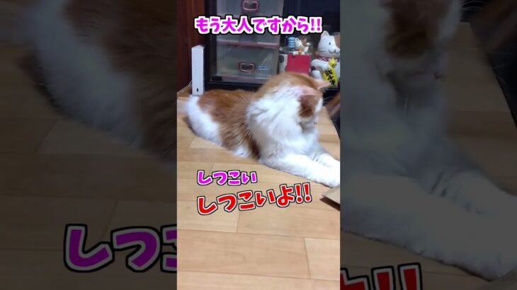 【動物おもしろ】爆笑動物アフレコ🤣あり得ないことをする犬、猫・おもしろ犬、猫・ハプニング集8.5-56　#shorts #ストレス発散 #おもしろネタ